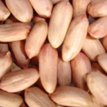  Peanut