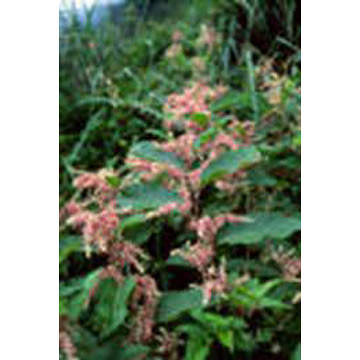  Giant Knotweed Extract (Giant Renouée Extrait)