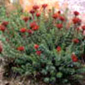  Rhodiola Root Extract