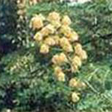 Cassia Extract Nomame (Cassia Extract Nomame)
