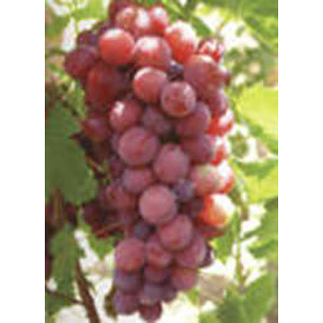  Grape Seed Extract ( Grape Seed Extract)