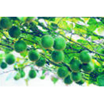  Corsvenor Momordica Fruit Extract (Corsvenor Момордика Fruit Extr t)