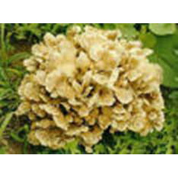  Maitake Mushroom Extract