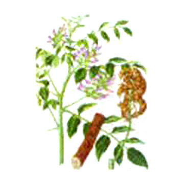  Licorice Root Extract ( Licorice Root Extract)