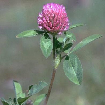  Red Clover Extract (Красный клевер Extr t)