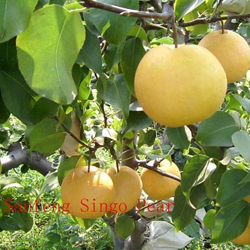  Singo Pears (Синго Груши)