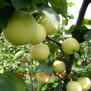  Golden Pears (Золотой груши)