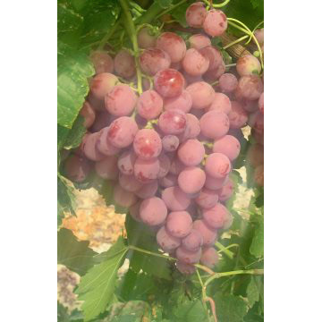  Grapes (Red Globe) (Виноград (Red Globe))