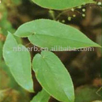  Epimedium Extract (Extrait d`Epimedium)