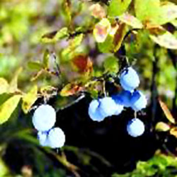  Bilberry Extract