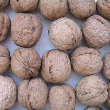 Taishan Walnut (Taishan Walnut)