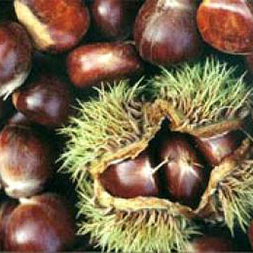  Chestnut (Каштан)