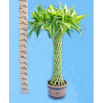  Dracaena Sanderiana (Драцена Sanderiana)