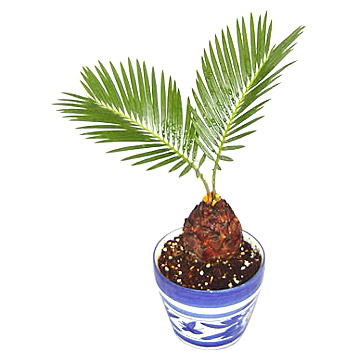  Cycas Revolute (Cycas revolute)