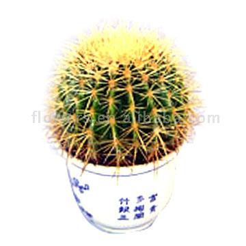 Golden Ball Cactus (Echincactus Gruson) (Golden Ball Cactus (Echincactus Gruson))