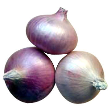  Chinese New Crop of Onion (Китайский Новый урожай лука)