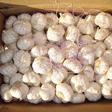  Beautiful Garlic ( Beautiful Garlic)