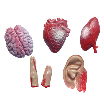 Body Organs (Органов тела)