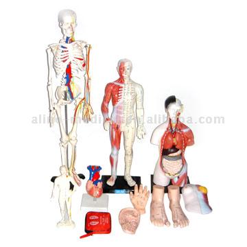  Skeleton Model (Skeleton Model)