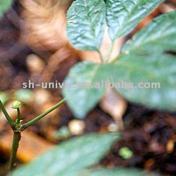 Panax Ginseng EW (Panax Ginseng EW)