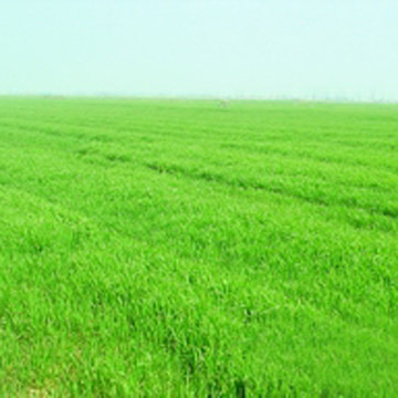  Young Barley Leaves Powder