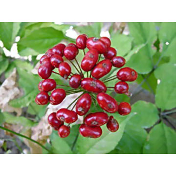  Ginseng Berry Extract for Diabetic (Ginseng Berry Extract for Diabetic)