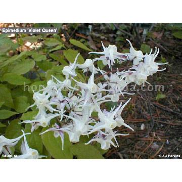  Epimedium Extract (Extrait d`Epimedium)