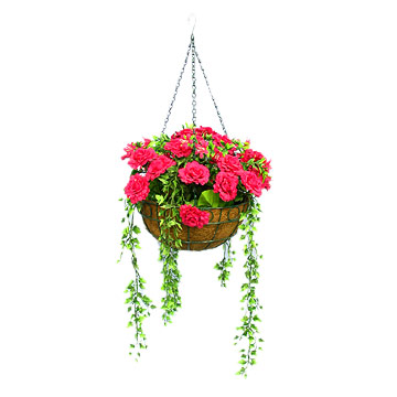  Coco Planter (Coco Planter)