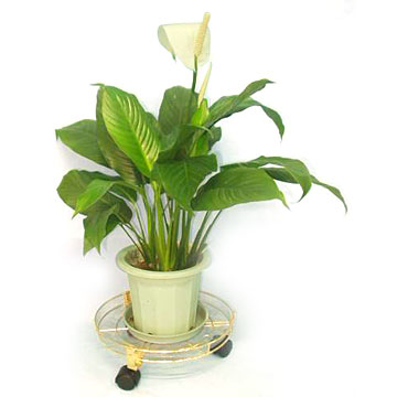  12" Plant Dolly with Vinyl Saucer ( 12" Plant Dolly with Vinyl Saucer)