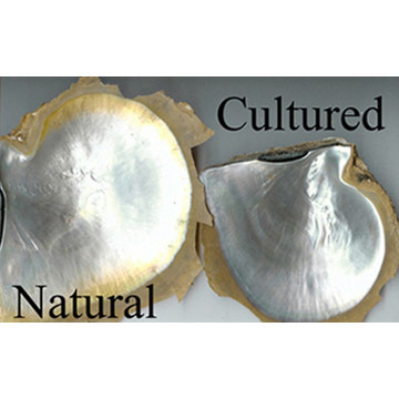  Whitelip Mother of Pearl (M.O.P.) Shells (Whitelip Mother of Pearl (M.O.P.) Coquillages)