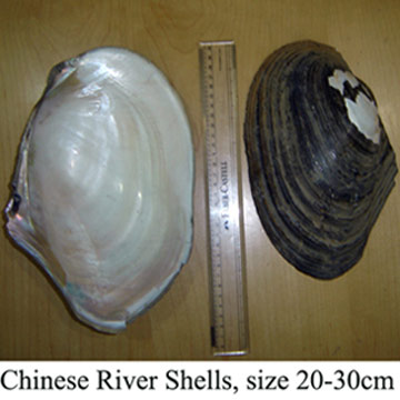  Chinese River Shells of raw materials