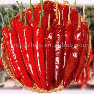 Getrocknete Chilli (Getrocknete Chilli)