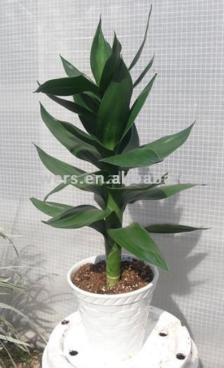 Dracaena Sanderiana "Lotus" (Dracaena Sanderiana "Lotus")