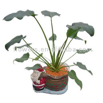  Philodendron (Xanadu) ( Philodendron (Xanadu))