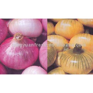  Onion (Лук)