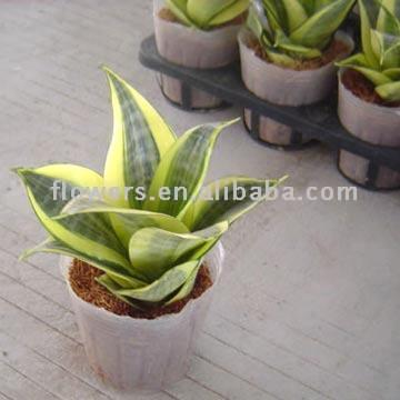  Sansevieria Thifasciata Var. Laurentic (Lotus)