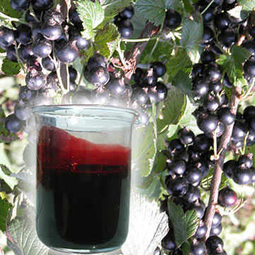  Black Currant Concentrate Juice (Concentré de jus de cassis)