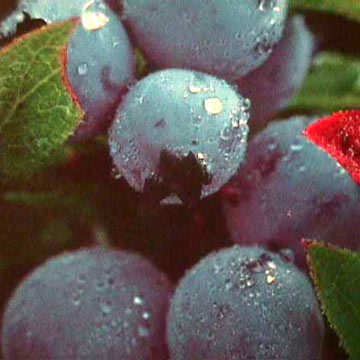 Blueberry-Saft-Konzentrat (Blueberry-Saft-Konzentrat)
