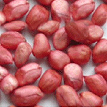  Red Skin Peanut (Покраснение кожи Арахис)
