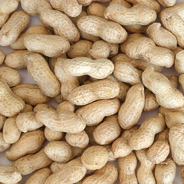  Peanut in Shell ( Peanut in Shell)