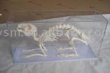 Rabbit Skeleton (Rabbit Skeleton)