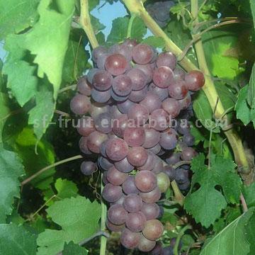  Flame Seedless Grape (Пламя Виноград без косточек)