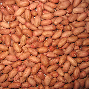  20/24 Peanut Kernels ( 20/24 Peanut Kernels)