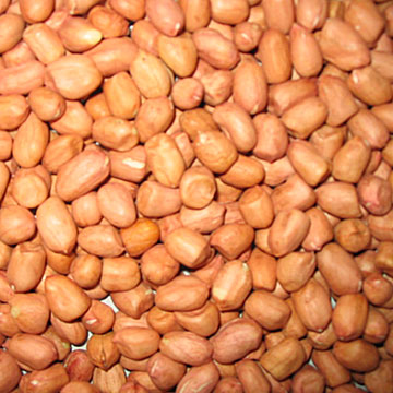  Peanut Kernels (Round Type) (Ядра арахиса (круглого типа))