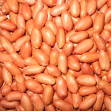  Roasted Peanuts with Red Skin ( Roasted Peanuts with Red Skin)