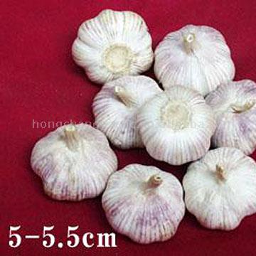 Hybrid Knoblauch (Hybrid Knoblauch)