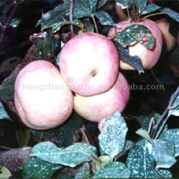  Top-Grade Apples (Haut-Grade Apples)