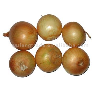  Onion (Лук)