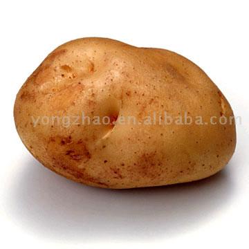  Potato