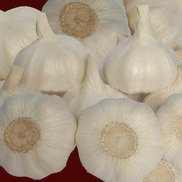 Knoblauch zubereitete (Knoblauch zubereitete)